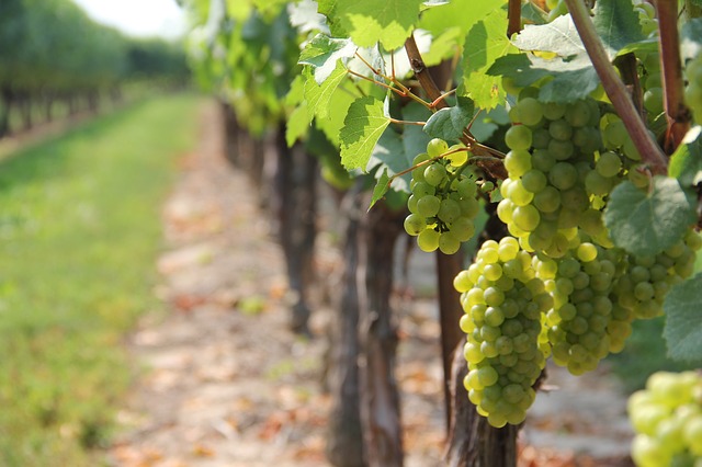 Le Valais veut soutenir ses viticulteurs