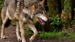 Vaud alloue des aides individuelles aux éleveurs pour protéger les troupeaux des attaques de loups