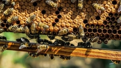 Les apiculteurs s’inquiètent des effets de la canicule sur les abeilles