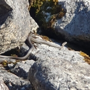 Au Bouveret ou à Villeneuve, de nombreux serpents se prélassent au bord du lac