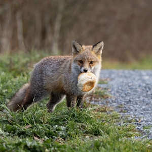 Incontestablement citadin, le renard reste sauvage et farouche
