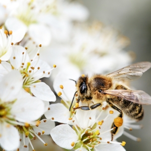 Une initiative populaire veut sauver les abeilles, papillons et coléoptères menacés d’extinction