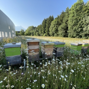Le miel du crématorium d’Aigle, une récolte pas comme les autres