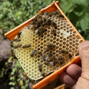 Les abeilles ont leur sanctuaire au Vallon de They depuis près de 60 ans