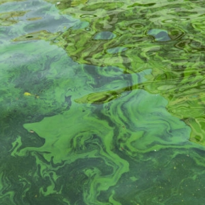Les cyanobactéries prolifèrent avec la chaleur: les autorités appellent à la prudence