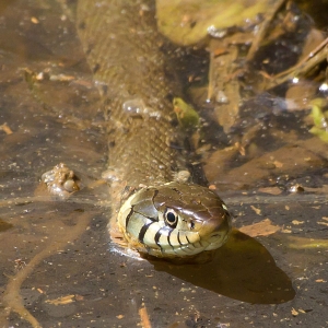 Les serpents sortent de leurs cachettes : faut-il vraiment les craindre en Valais ?