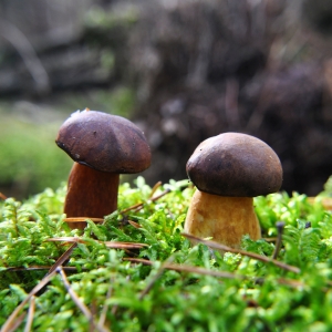 Les champignons se font discrets avec cet été caniculaire