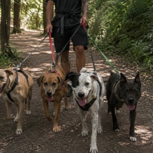 Canicule : les refuges pour animaux s'adaptent aussi