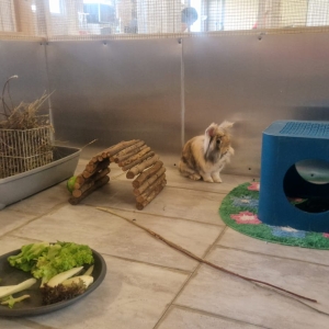 Les lapins disposent désormais de leur refuge en Valais