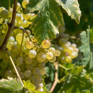 2026 : des vendanges précoces et de nouveaux défis pour la viticulture