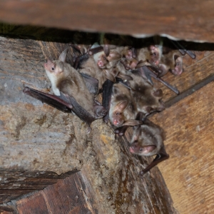 Vernayaz: les chiroptères font leur retour lors de la nuit des chauves-souris