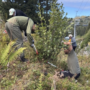 Villars-sur-Ollon : les volontaires du Service Civil International à l'assaut des plantes envahissantes