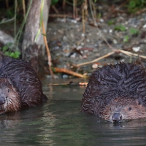 Le castor, cet infatigable bâtisseur qui se plait dans les cours d'eau du Chablais
