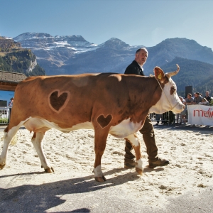 Les Diablerets: le pastoralisme à l'honneur