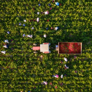 Pollution, maladie ou encore traite humaine, l’Alimentarium dévoile les coûts cachés de notre système alimentaire