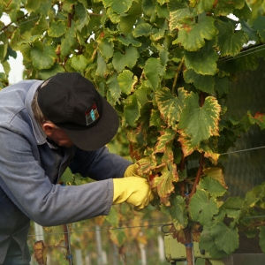 Chablais: Les caves de la région annoncent un bilan exceptionnel des vendanges 2026