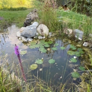 Valais: un programme d'aide financière pour améliorer la biodiversité dans les jardins des particuliers